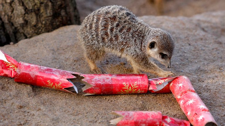 A meerkat hunts for a treat hidden inside a Christmas cracker. Pic: Reuters 