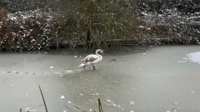 Swan walking on a frozen lake in Stratford 
