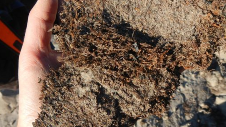 Newly thawed mosses from permafrost coastal sediments. The moss originated from the erosion of a river running through the Kap København landscape about 2 million years ago.