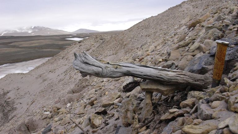 A 2-million-year-old larch tree trunk remains in permafrost within coastal sediment. The tree was carried to the sea by a river that eroded the formerly forested landscape.
