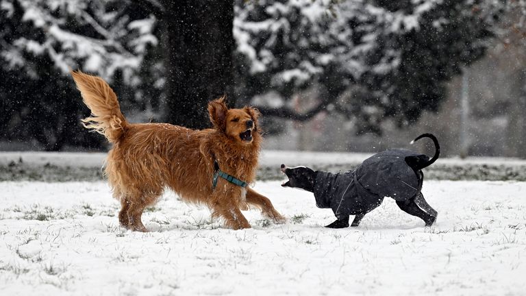 Dogs playing in the snow. Pic: AP 