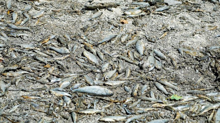 Dead fish lay on the dry bed of the Tille River in Lux, France, Tuesday August 9, 2022. Burgundy, home to the source of the Seine which flows through Paris, is normally a very green region.  This year the grass has turned yellow, depriving livestock of fresh food, and tractors are sending giant clouds of dust into the air as farmers work their dry fields.  (AP Photo/Nicholas Garriga)