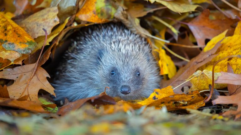 ..Inquisitive Hedgehog Checks Out Fallen Apples In British Garden   ** STORY AVAILABLE, CONTACT SUPPLIER**