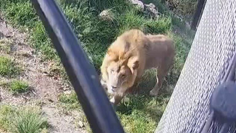 CCTV shows moment five lions escape an enclosure at a zoo in Australia