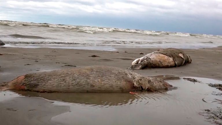 Bodies of dead seals were found on the shore of the Caspian Sea in Dagestan