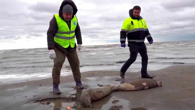 Cuerpos de 1.700 focas muertas encontrados a lo largo de la costa rusa del Caspio |  noticias del mundo