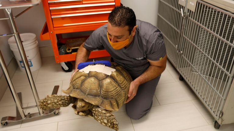 Dr. Tal Solomon moves Michelangelo, a 70-year-old African tortoise.  Photo: AP