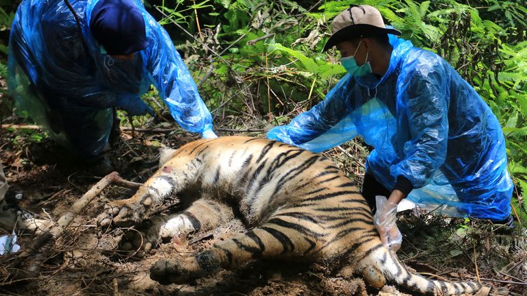 Animal medical team undergo necropsy on the carcass of a Sumatran tiger found dead in the Leuser ecosystem area in South Aceh, Aceh province, Indonesia August 26, 2021, picture taken August 26, 2021 in this photo taken by Antara Foto/Syifa Yulinnas/via REUTERS ATTENTION EDITORS - THIS IMAGE WAS PROVIDED BY THIRD PARTY. MANDATORY CREDIT. INDONESIA OUT.
