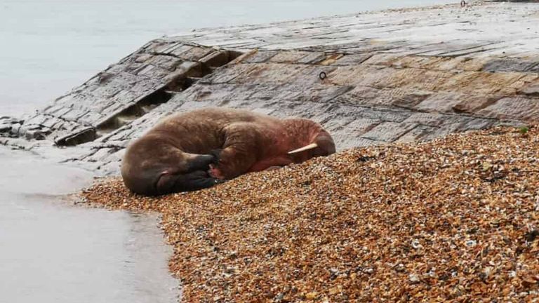 Thor has a rest on the pebbles of the Hampshire after weeks of travelling across Europe