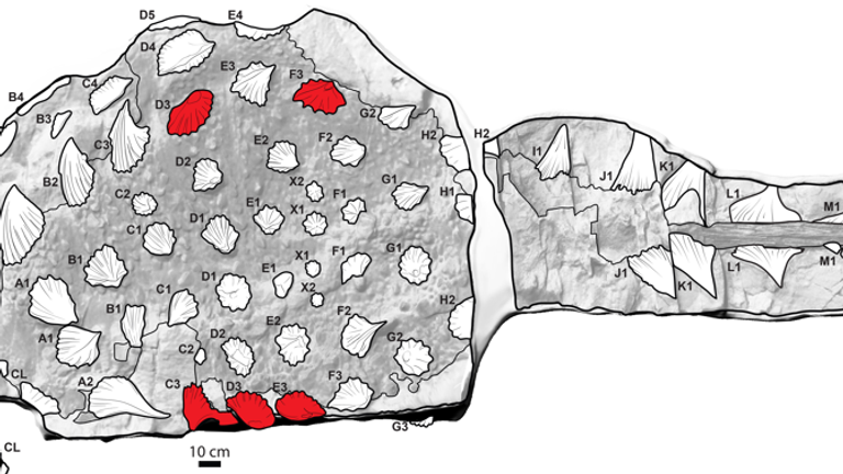 Zuul crurivastator photo and illustration, injured spikes are marked in red