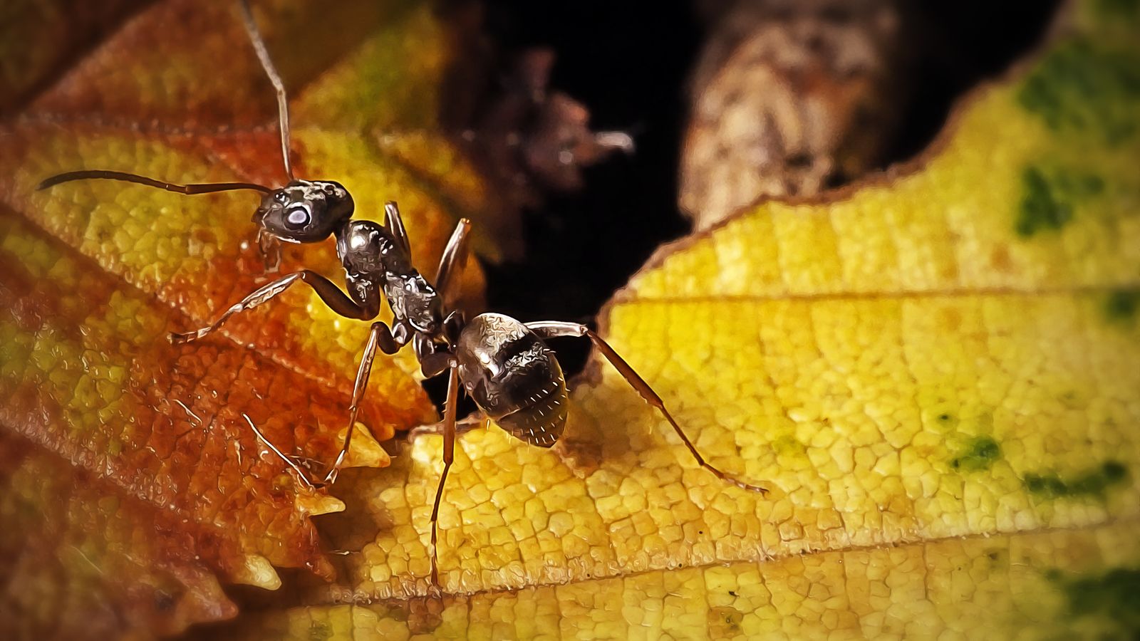 Ilmuwan menemukan semut dapat ‘mengendus’ kanker dalam urin  Berita sains dan teknologi