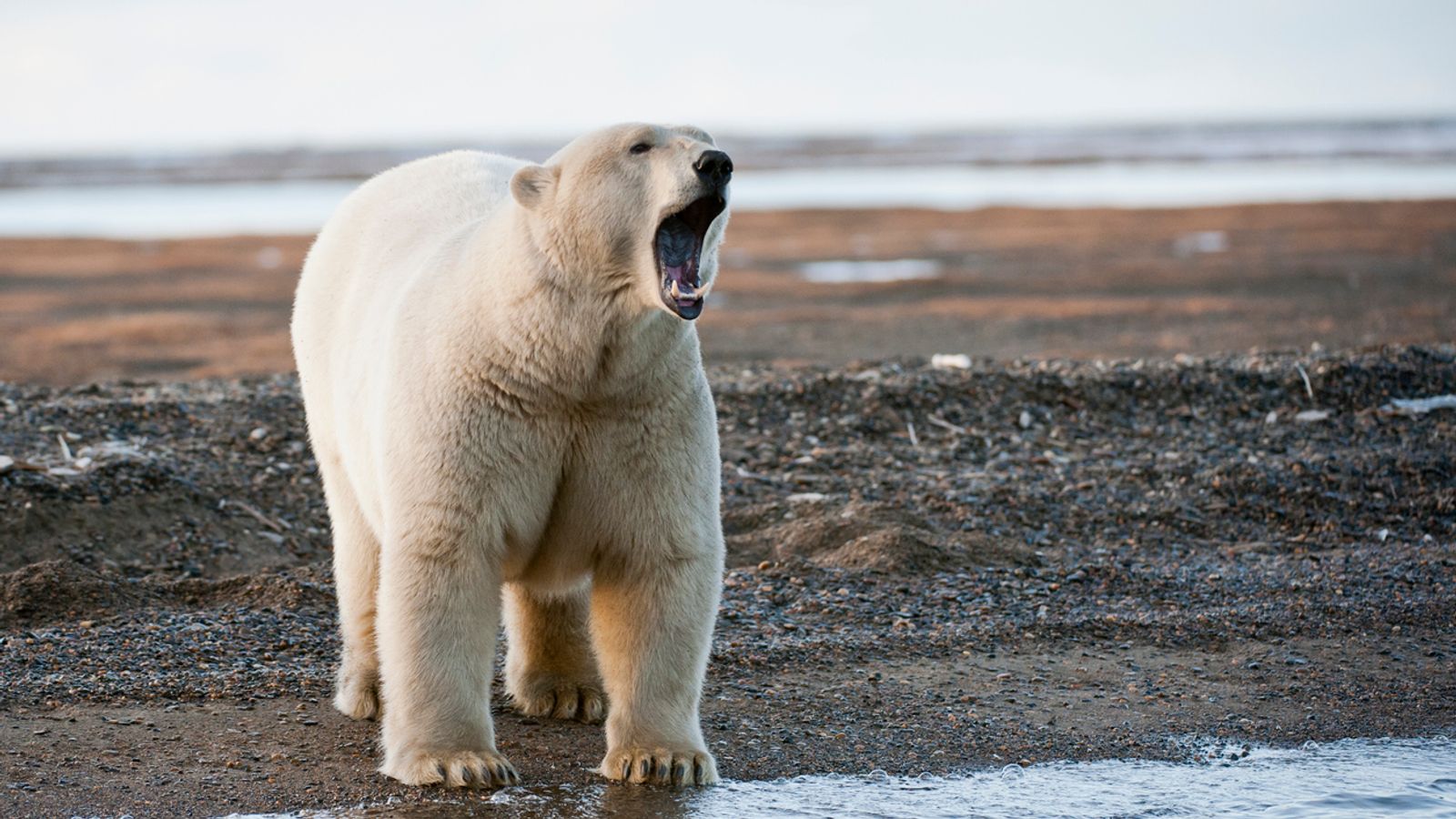 Polar bear kills woman and boy in a remote village in Alaska