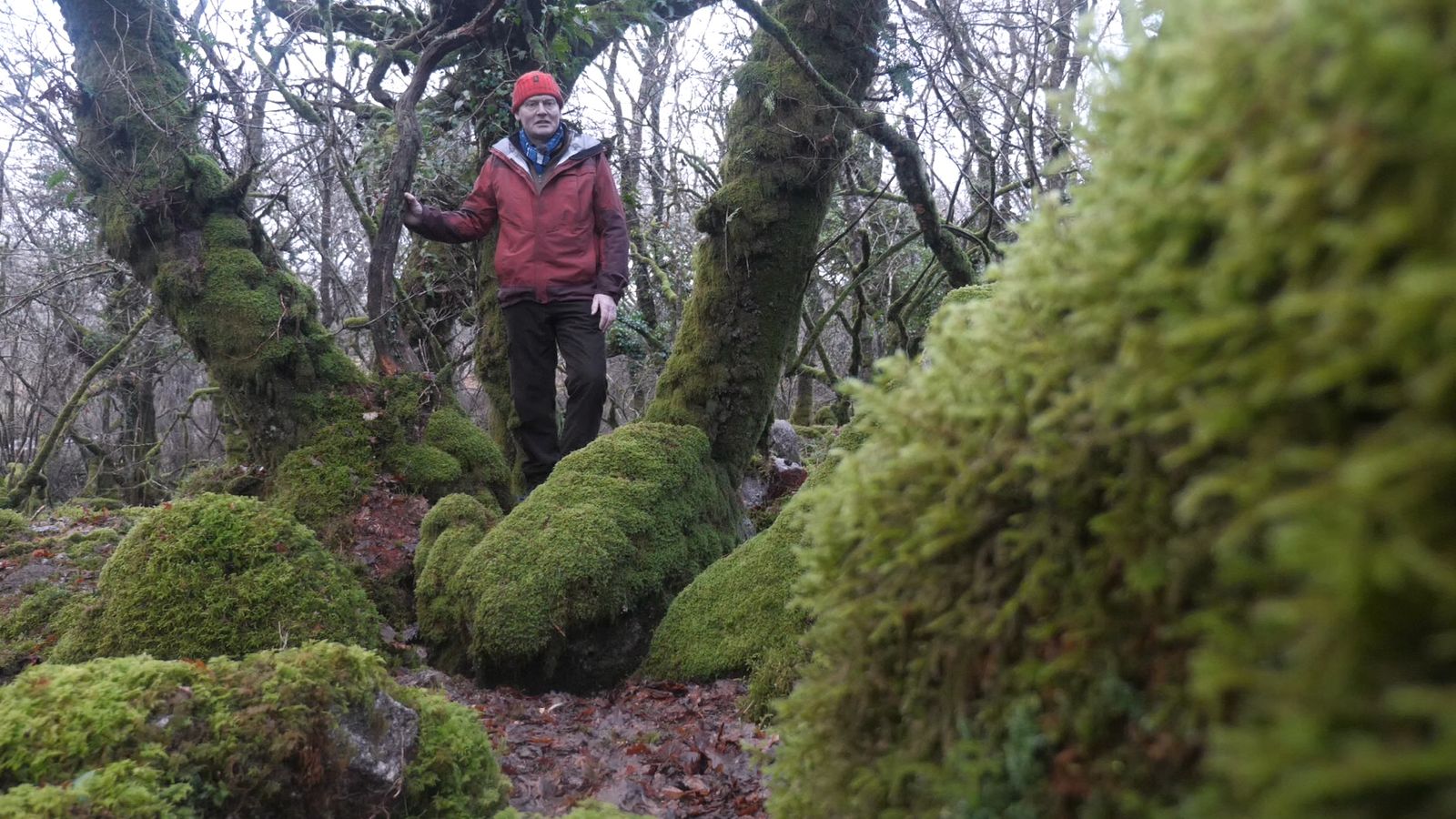 The Climate Show: The lost rainforests of Britain | News UK Video News ...