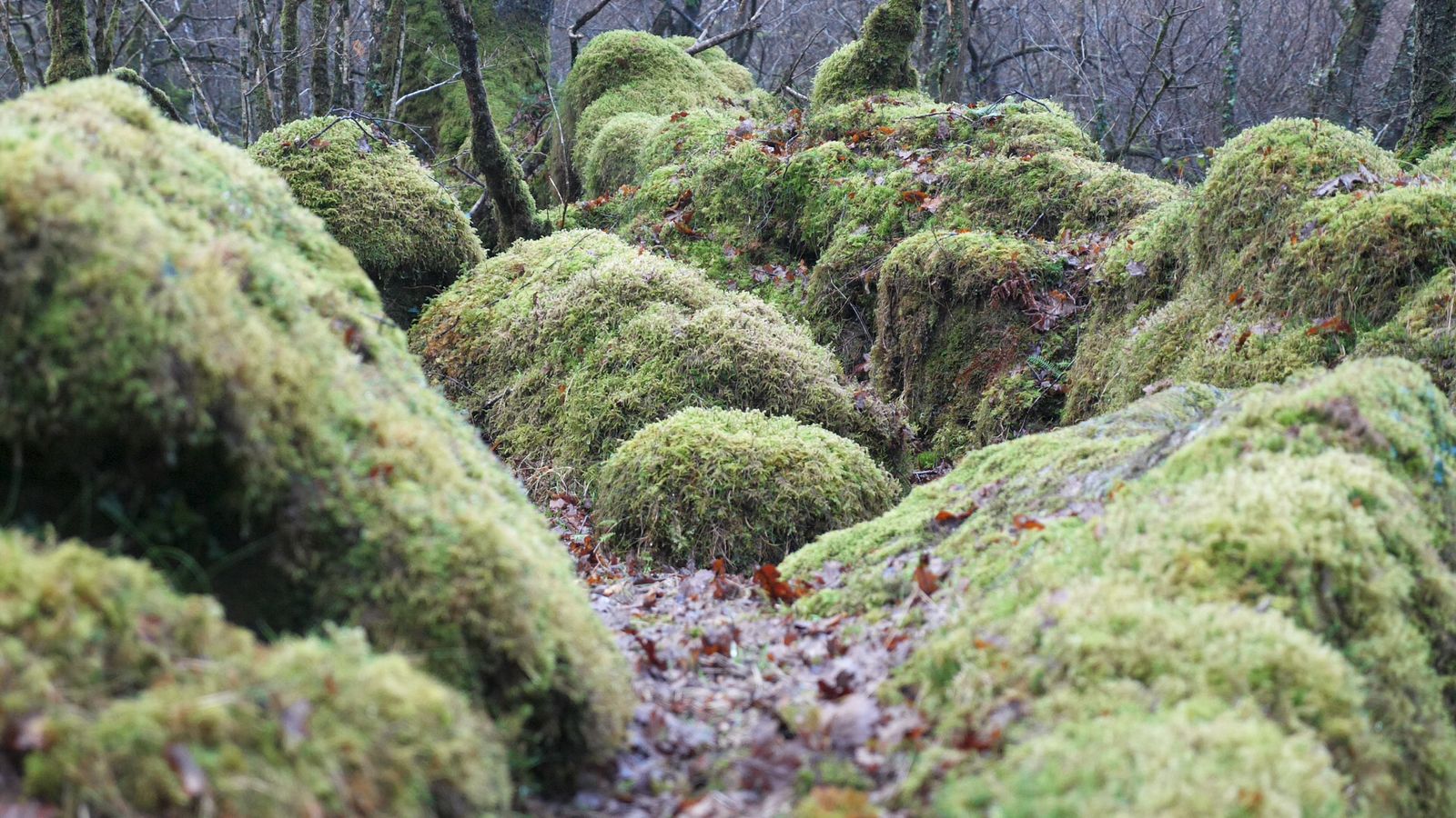 Environment More rainforests set to flourish in the UK thanks to £38 million fund News UK