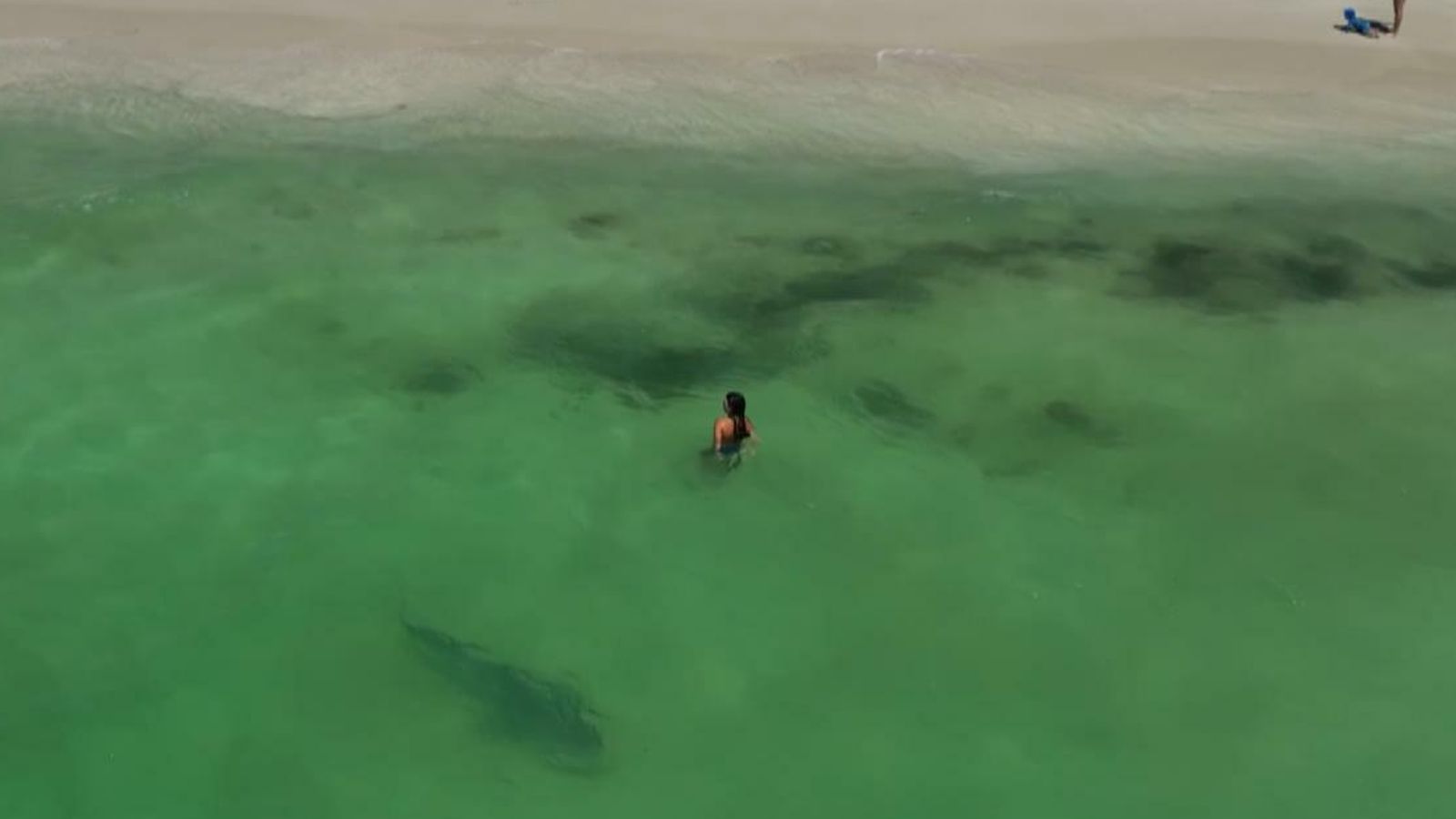 Australia: Tiger shark spotted just metres from oblivious swimmers