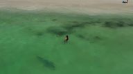Tiger shark spotted on Australia beach