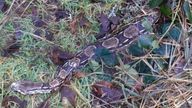 Snakes found in Glasgow. Pic: Scottish SPCA