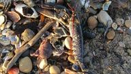 Marine life has been washing up dead 