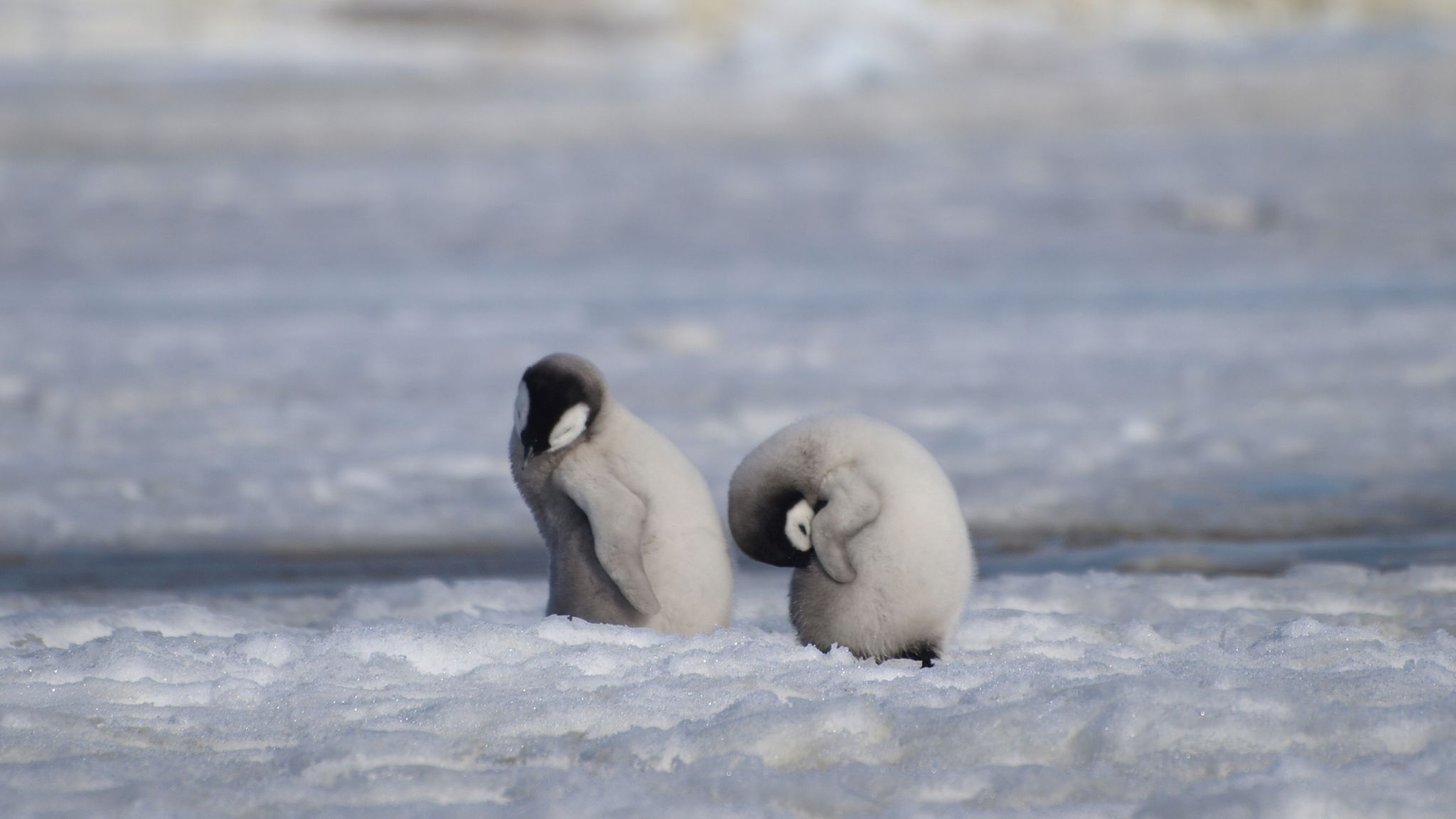 Scientists discover new emperor penguin colony in Antarctica by