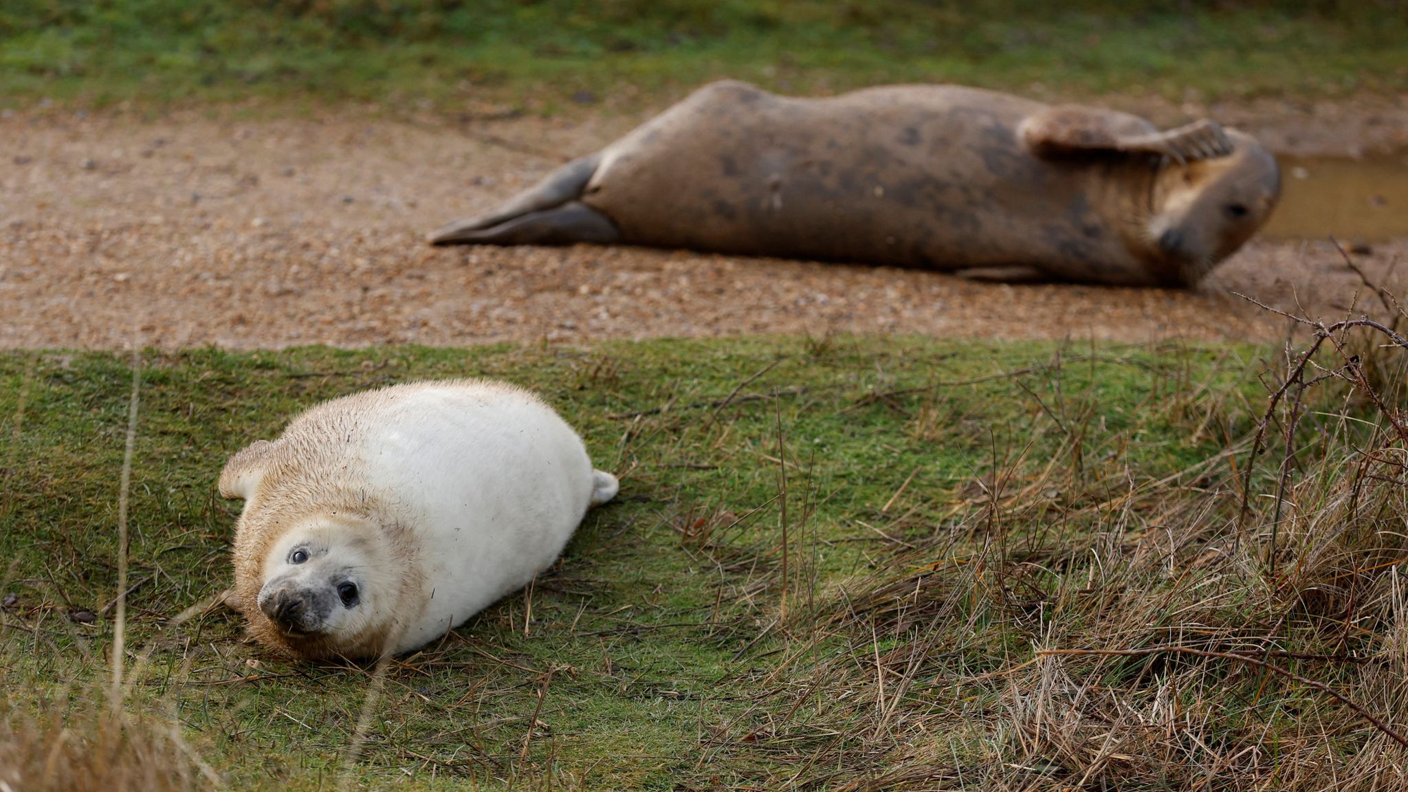 Seal pup population soars along stretch of Norfolk coast with almost 4,000 spotted so far this