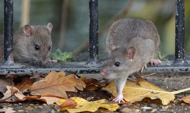 Pest controllers using facial recognition software to kill rats in people's  homes - Island FM