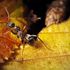 Bilim adamlarına göre karıncalar idrarda kanseri 'koklayabilir' | Bilim ve Teknoloji Haberleri