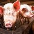 Kasap, Hong Kong'da domuz tarafından yere düşürüldükten sonra öldü | Dünya Haberleri