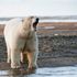 Kutup ayısı, Alaska'nın ücra bir köyünde kadın ve çocuğu öldürdü | Dünya Haberleri