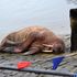 Scarborough's New Year fireworks cancelled to protect Thor the walrus