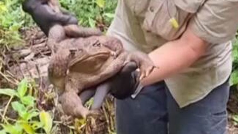 A massive toad, dubbed Toadzilla, has been found by rangers in Australia. The toad ways 2.7 kilograms and is potentially the largest ever recorded by Queenland Museum. 