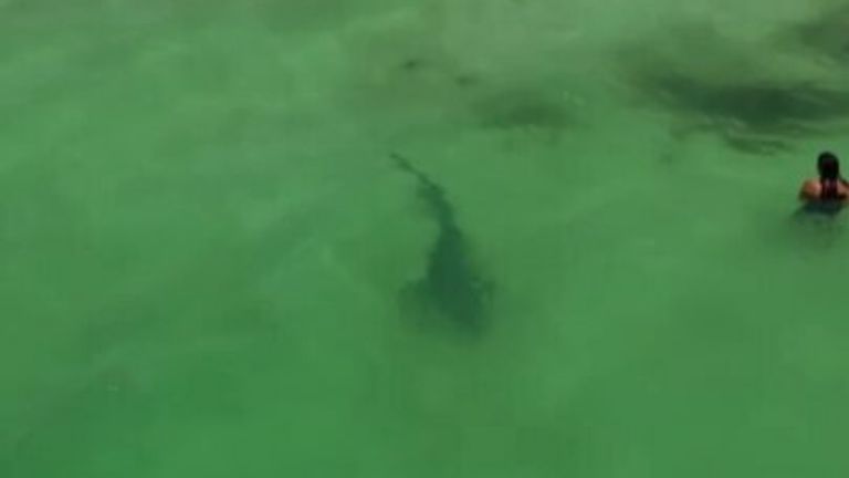 Shark near Perth beach