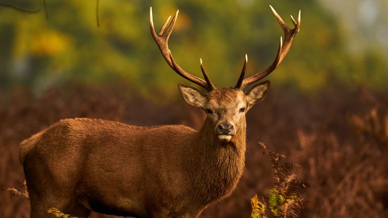 A red deer stag stands amongst the grassland. Pic: PA