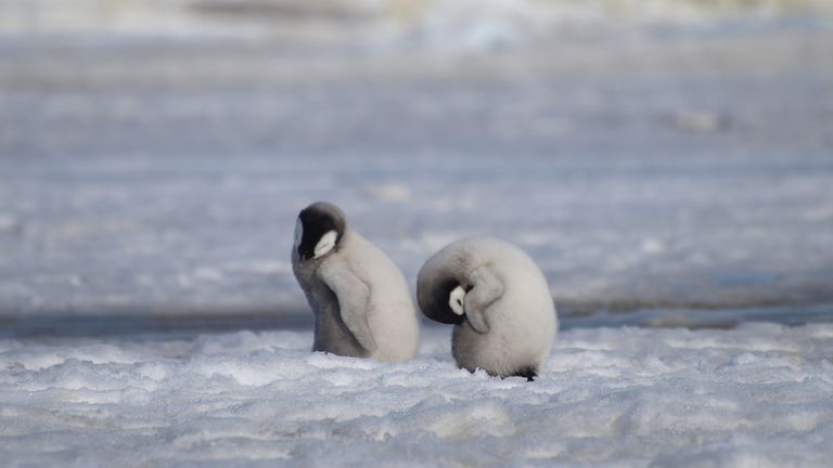 Emperor penguin chicks photographed in a colony 