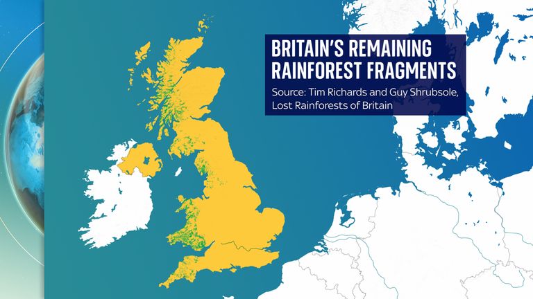 Where to see UK rainforest