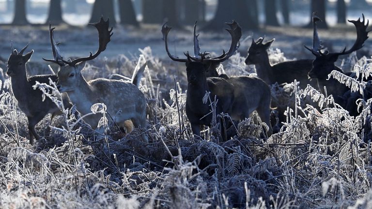 Deer walk through frozen undergrowth as the cold weather continues, in Bushy Park, London, Britain, January 19, 2023. REUTERS/Toby Melville
