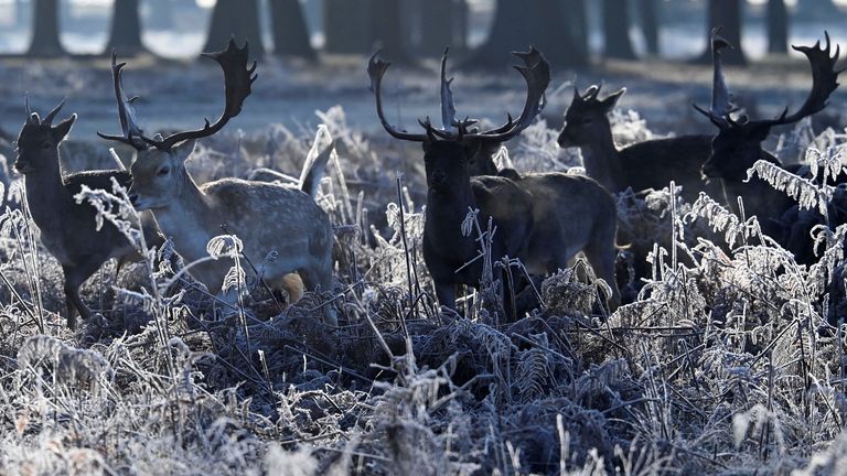 Des cerfs traversent des sous-bois gelés alors que le temps froid continue, à Bushy Park, Londres, Grande-Bretagne, le 19 janvier 2023. REUTERS/Toby Melville