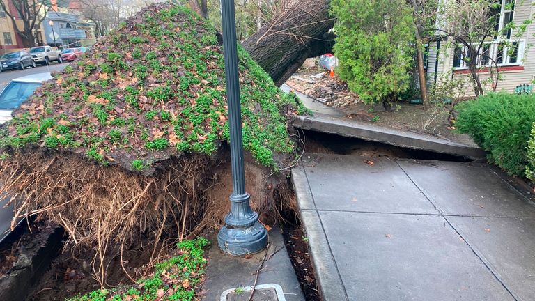 A tree fell and ripped up a sidewalk, damaging a home in Sacramento.  Photo: AP