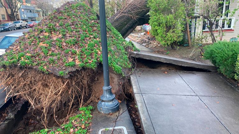 A tree collapsed and ripped up the sidewalk damaging a home in Sacramento. Pic: AP