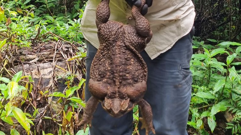 Pic: Queensland Department of Environment and Science/AP