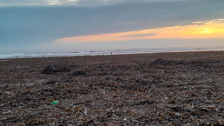 Marine life has been washing up dead