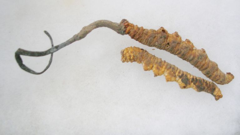 Cordyceps grown from caterpillars. Image: L Shyamal/Wikimedia Commons