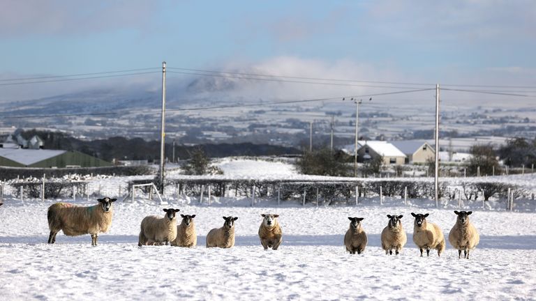 Sheep in a snowy field near Ballymena, County Antrim. Picture date: Tuesday January 17, 2023.
