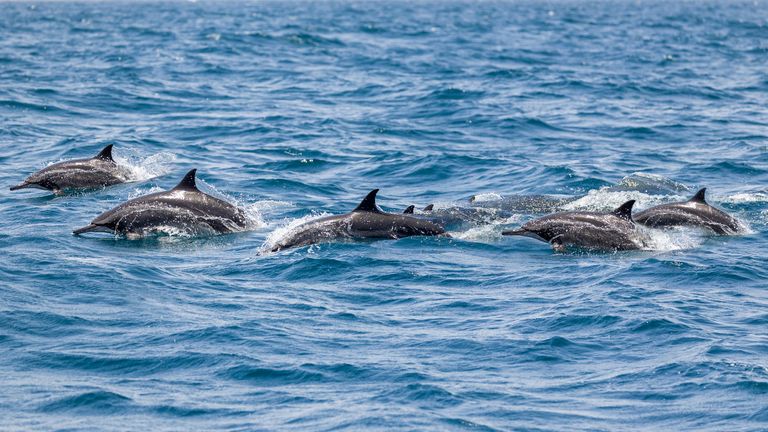 Pod of dolphins