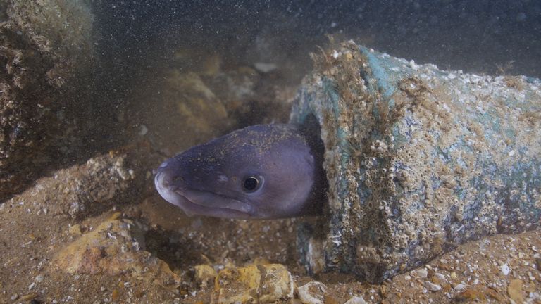 A congor eel emerges from a bronze gun found at the wreck site. Pic: James Clark