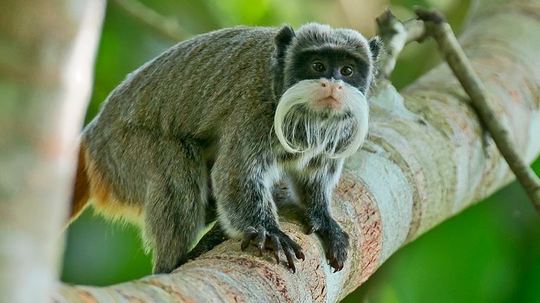 Monkeys vanish from zoo after string of bizarre incidents