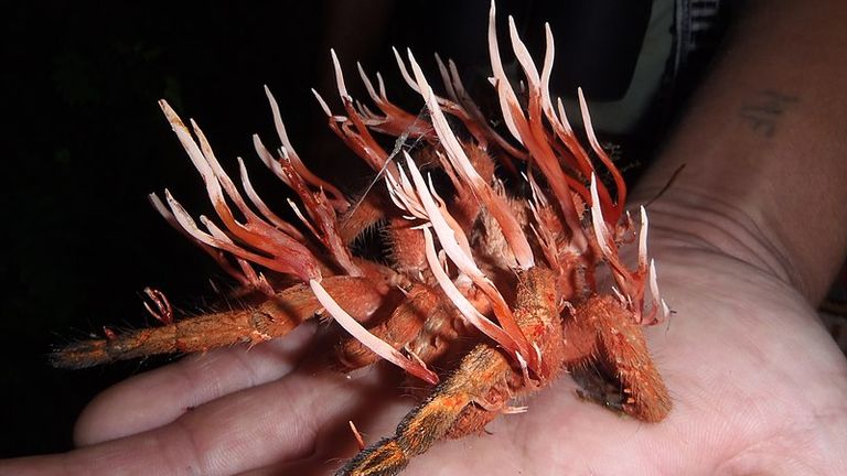 Ophiocordyceps caloceroides infects an unknown species of tarantula. This fungus lives on tarantulas. At this point, the fungus has consumed the spider's tissue and produced the ascocarps that produce spores. This infection kills the tarantula host. This photo was taken in the St. Lucia Cloud Forest Reserve in Ecuador while traveling with Earlham College.