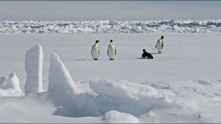 The site, at Verleger Point, West Antarctica, is home to around 500 birds  