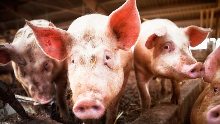 Butcher dies after being knocked over by pig in Hong Kong