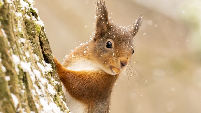 File photo dated 6/1/2022 of a red squirrel forages for food in fresh snow in the Yorkshire Dales National Park. Via PA Images