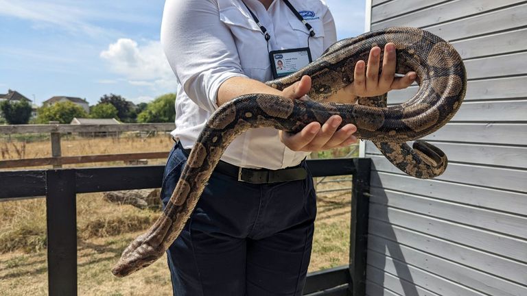 A 5ft-long boa constrictor was found slithering through a McDonald&#39;s restaurant in Bognor Regis, West Sussex